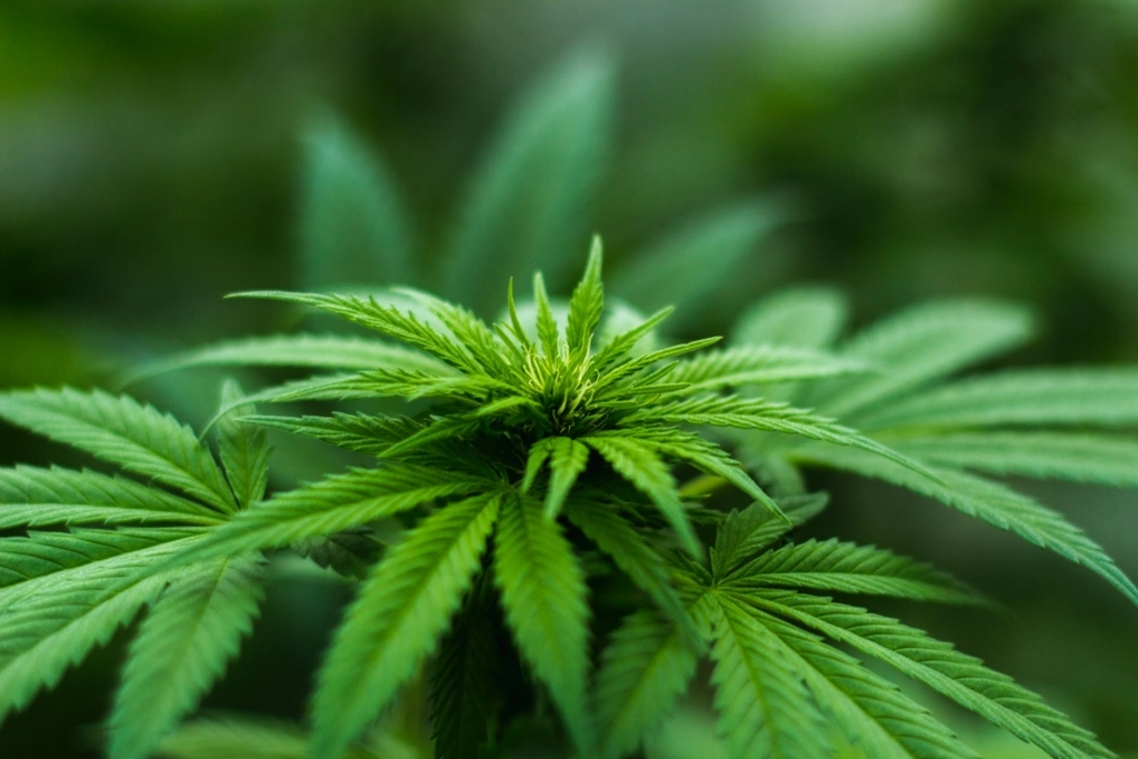 Cannabis Legislation Remains a Conundrum